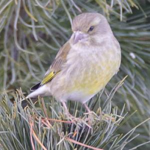 European Greenfinch