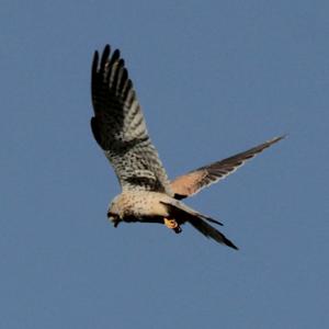 Common Kestrel