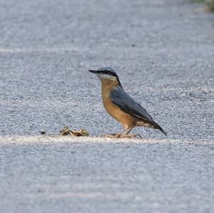 Wood Nuthatch