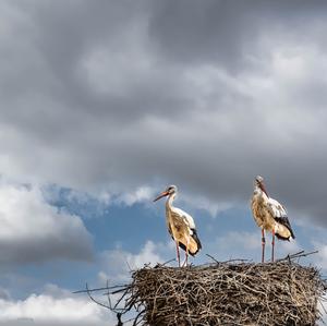 White Stork