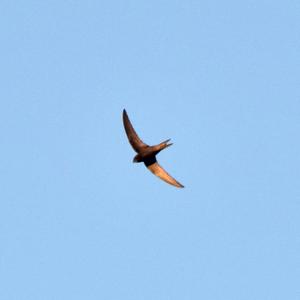 Common Swift