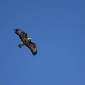 Common Buzzard