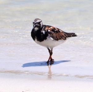 Ruddy Turnstone