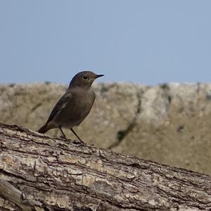 Black Redstart