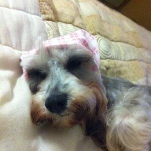 Unknown Breed