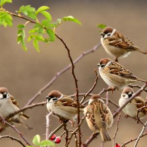 Eurasian Tree Sparrow