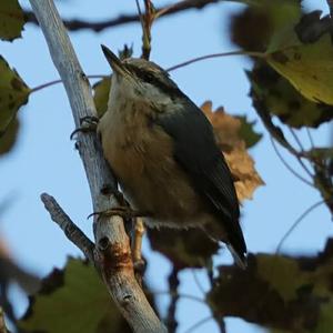 Wood Nuthatch