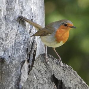 European Robin