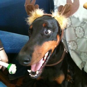 Dobermann