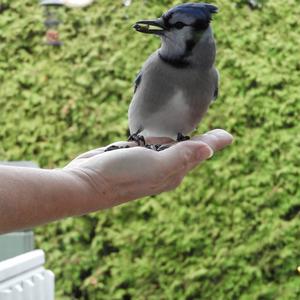 Blue Jay