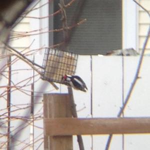 Downy Woodpecker