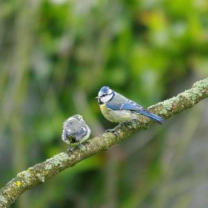 Blue Tit