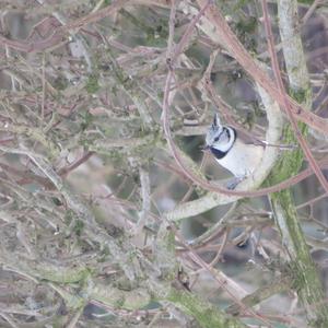 Crested Tit