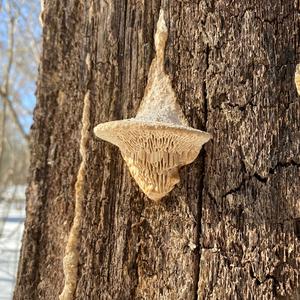 Thick-maze Oak polypore