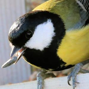 Great Tit