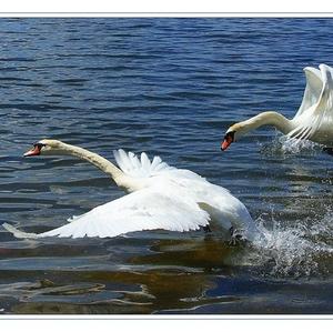 Mute Swan