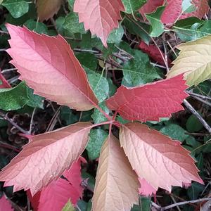 Virginia Creeper