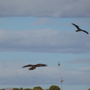 Western Marsh-harrier