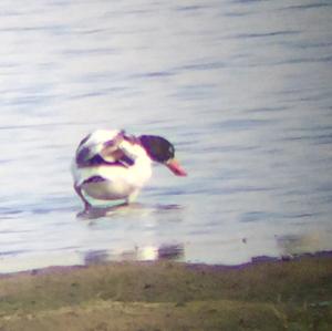 Common Shelduck