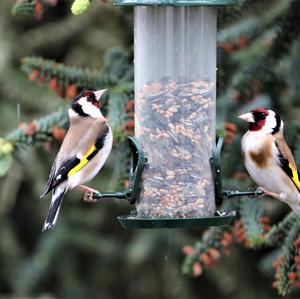 European Goldfinch