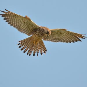 Common Kestrel