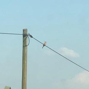 Eurasian Hoopoe