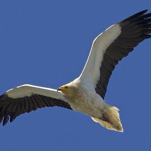 Egyptian Vulture