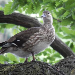 Mandarin Duck