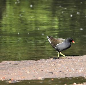 Common Moorhen