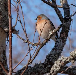 Eurasian Chaffinch