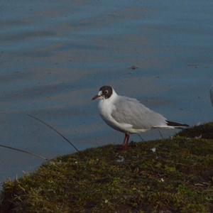 Black-headed Gull