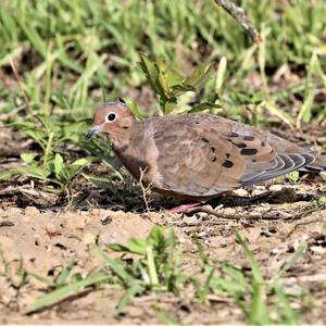 Mourning Dove