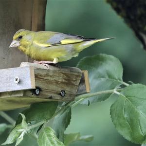 European Greenfinch