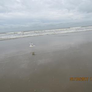 Herring Gull