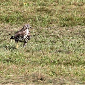 Mäusebussard