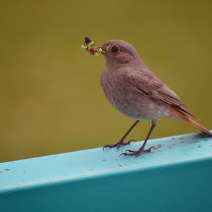 Black Redstart