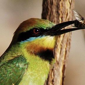 Rainbow Bee-eater