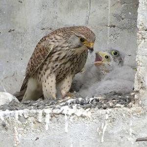 Common Kestrel