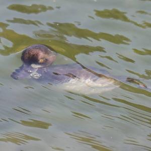 Tufted Duck