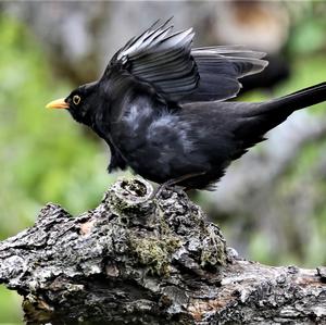 Eurasian Blackbird