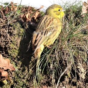 Yellowhammer