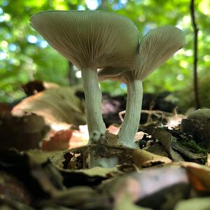 Anise-scented Clitocybe