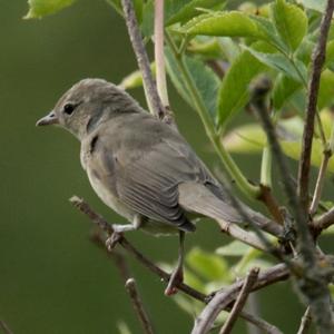 Garden Warbler