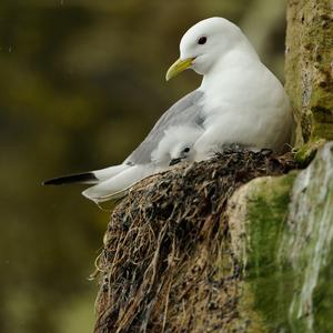 Black-legged Kittiwake