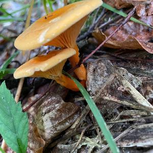 False Chanterelle