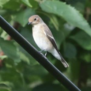 European Pied Flycatcher