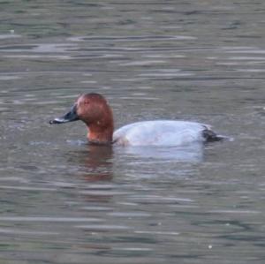 Common Pochard