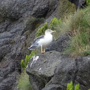 Herring Gull