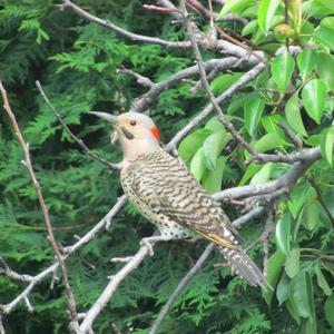 Northern Flicker