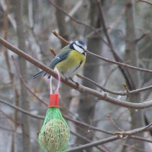 Blue Tit